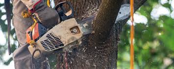 Best Tree Risk Assessment  in Turners Falls, MA